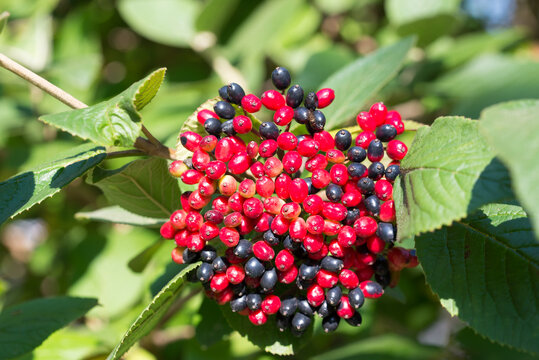 wayfarer, 
Viburnum lantana berries closeup selective focus