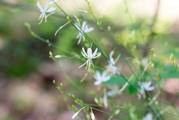  branched St Bernard's-lily, 
Anthericum ramosum flowers closeup selective focus