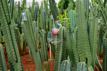 A dense field of tall, columnar cacti fills the frame, and rise from reddish-brown soil. One cup in...