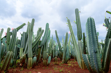 A vibrant field of tall, columnar cacti stands under a dramatic cloudy sky. The cacti, predominantly green with a bluish tint on some, rise from reddish-brown soil.
