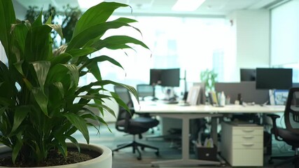 Static shot of a modern corporate office interior with a green plant in the foreground and empty workstations in a bright background