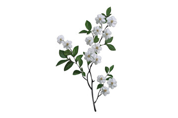 White Blossom Branch Shines, Fresh Spring, Clean Image with Floral Concept