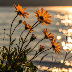 4K Sunset and Daisies