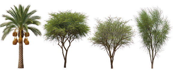 Set of desert trees and date palm with fruits isolated on transparent background, tropical and arid climate flora collection
