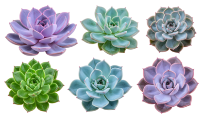 Assorted Echeveria Succulents Displaying Unique Colors and Leaf Patterns in a Grouping