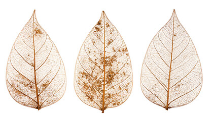 Three Delicate Leaf Skeletons Displaying Intricate Vein Patterns and Textural Details
