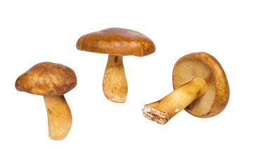 a group of mushrooms sitting next to each other