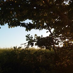 silhouette of a tree