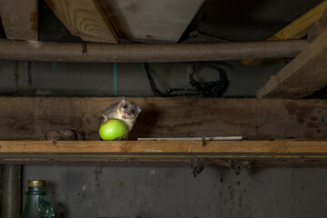 The Eurasian edible dormouse (Glis glis)