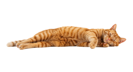 Ginger tabby cat lying on its side against a black background.