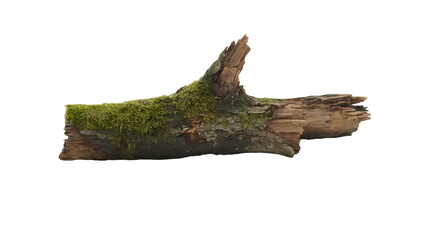 Fototapeta premium Tree trunk and bark with natural details and textures