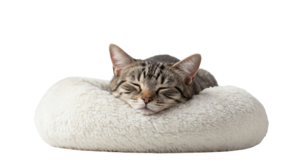 A tabby cat rests peacefully in a soft, white cushion.