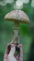 Fungal mushrooms in the summer forest