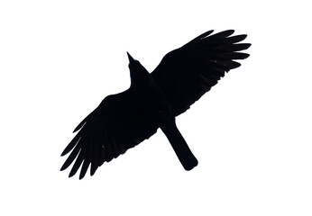 A black bird with a sharp beak flies through the air