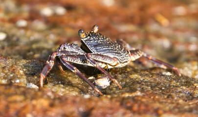 A crab is standing on a rock near water