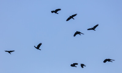 A flock of birds flying in the sky