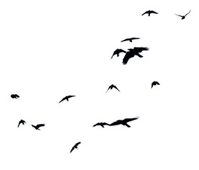 A flock of birds flying in the sky