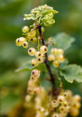 A cluster of small yellow berries on a branch
