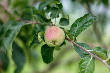 A small apple is hanging from a tree branch