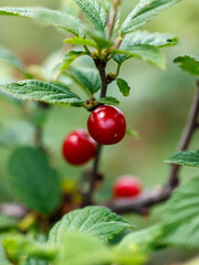 A red fruit is hanging from a tree