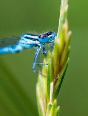 A blue dragonfly is on a green leaf