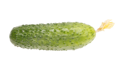 A cucumber is shown in its natural state
