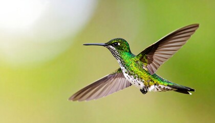 Fototapeta premium Hummingbird in flight, vibrant colors