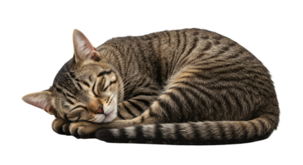 A tabby cat curled in a sleep position against a black background.