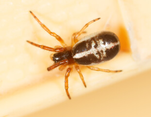 A brown and white spider is sitting on a white surface
