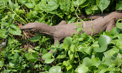 A lizard is walking through a field of green plants