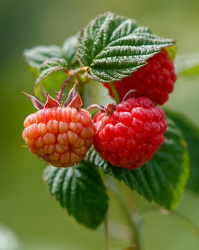 Two red raspberries are hanging from a leafy branch