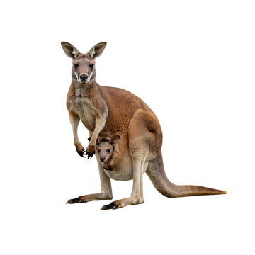 Red kangaroo with joey in pouch isolated on transparent background