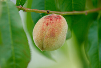 A peach is hanging from a tree branch