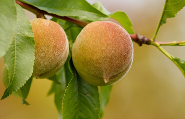 Two peaches hanging from a tree branch