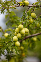 A tree with green leaves and a bunch of green fruit hanging from it
