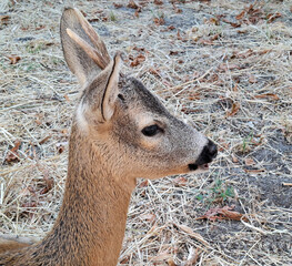 Little deer in Romania during the summer