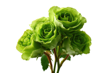 Vibrant green roses bouquet floral arrangement studio setting close-up. Isolated on transparent background, png.