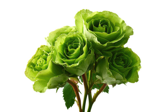 Vibrant green roses bouquet floral arrangement studio setting close-up. Isolated on transparent background, png.