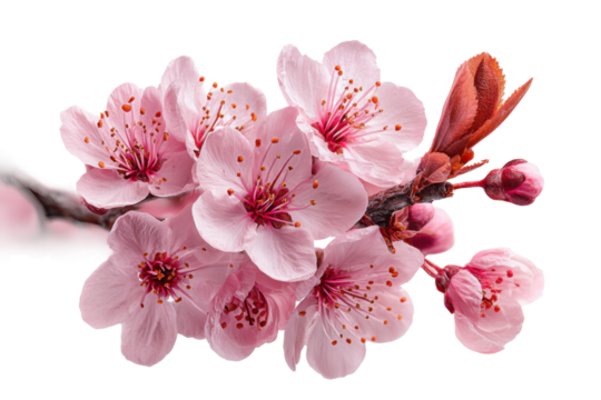 Beautiful cherry blossom branch nature floral isolated macro spring. Isolated on transparent background, png.