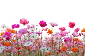 Vibrant flower field blooming in nature colorful floral landscape. Isolated on transparent background, png.