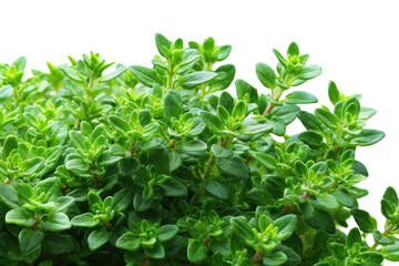 Obraz premium Harvesting fresh thyme bright close-up herb garden photography. Isolated on transparent background, png.