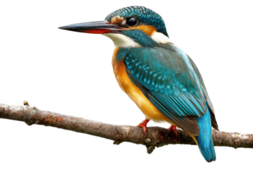 Kingfisher bird perched on branch natural habitat close-up. Isolated on transparent background, png.
