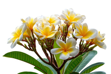 Fototapeta premium Vibrant yellow frangipani flowers nature close-up bright beauty. Isolated on transparent background, png.