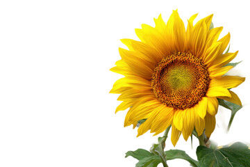 Fototapeta premium Captivating sunflower blooms in nature. Isolated on transparent background, png.