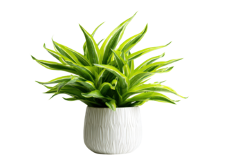 Indoor plant care tips for home decor greenery lifestyle close-up. Isolated on transparent background, png.