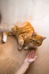 A red-haired cat plays with a girl's hand