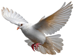 Obraz premium 🕊️Dove in Flight: A pristine dove soars gracefully through the air, its pure white plumage contrasted by the boundless blue expanse above. A symbol of peace, purity, and freedom.🕊️