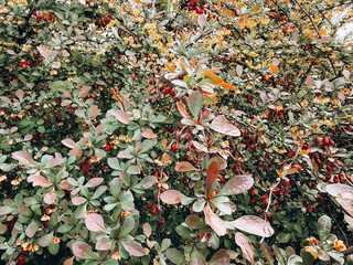 Vibrant foliage showcasing a mix of green, orange, and red leaves in a lush garden setting.