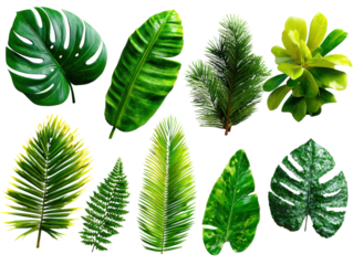 Tropical Leaf Variety: An artistic composition presents an assortment of lush, vibrant tropical leaves in a still life, with an emphasis on texture and verdant hues.