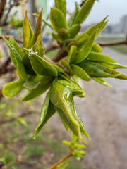 Close-up of vibrant green leaves glistening with raindrops on a rainy day.